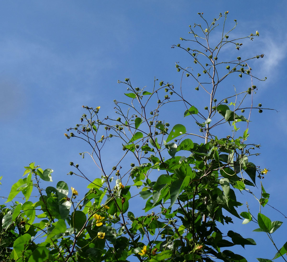Eriolaena rulkensii