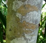 Eriolaena rulkensii