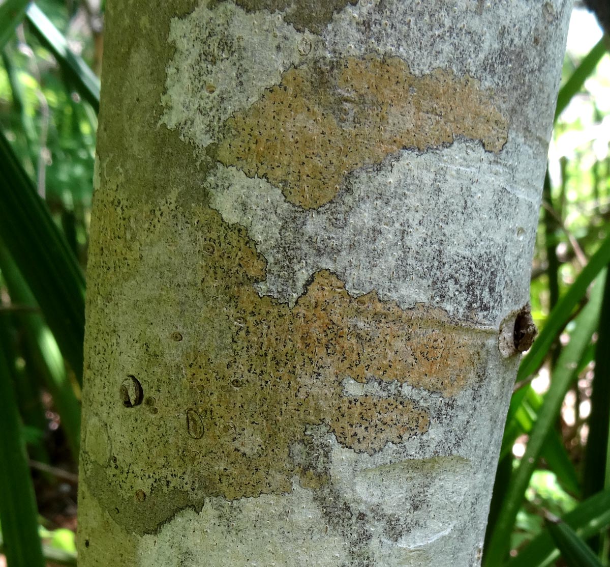 Eriolaena rulkensii