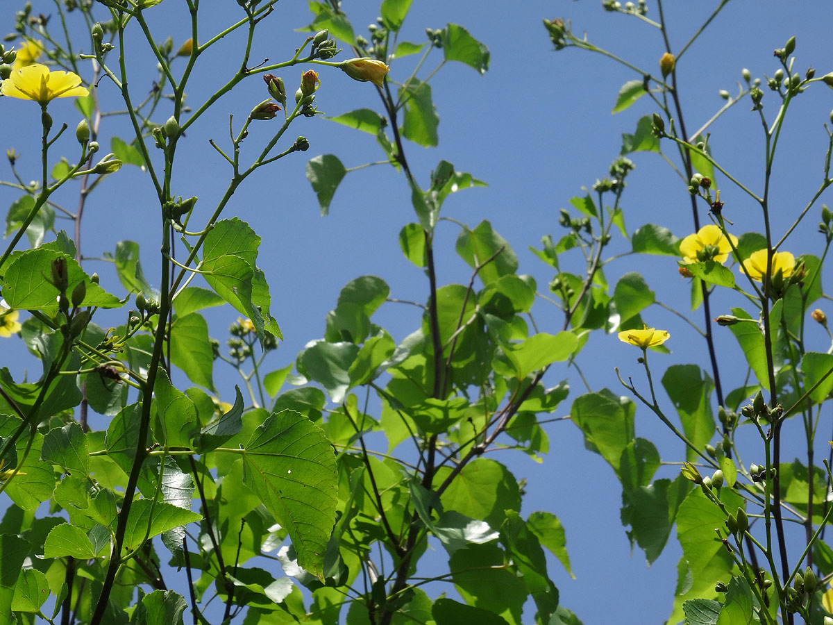 Eriolaena rulkensii