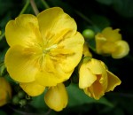 Eriolaena rulkensii