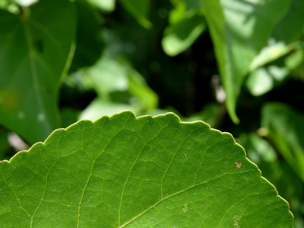 Eriolaena rulkensii