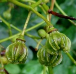 Eriolaena rulkensii
