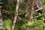 Streptocarpus sp.nov. aff. S. grandis