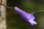Streptocarpus sp.nov. aff. S. grandis