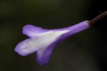 Streptocarpus sp.nov. aff. S. grandis