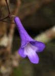 Streptocarpus sp.nov. aff. S. grandis