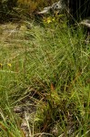 Senecio propior