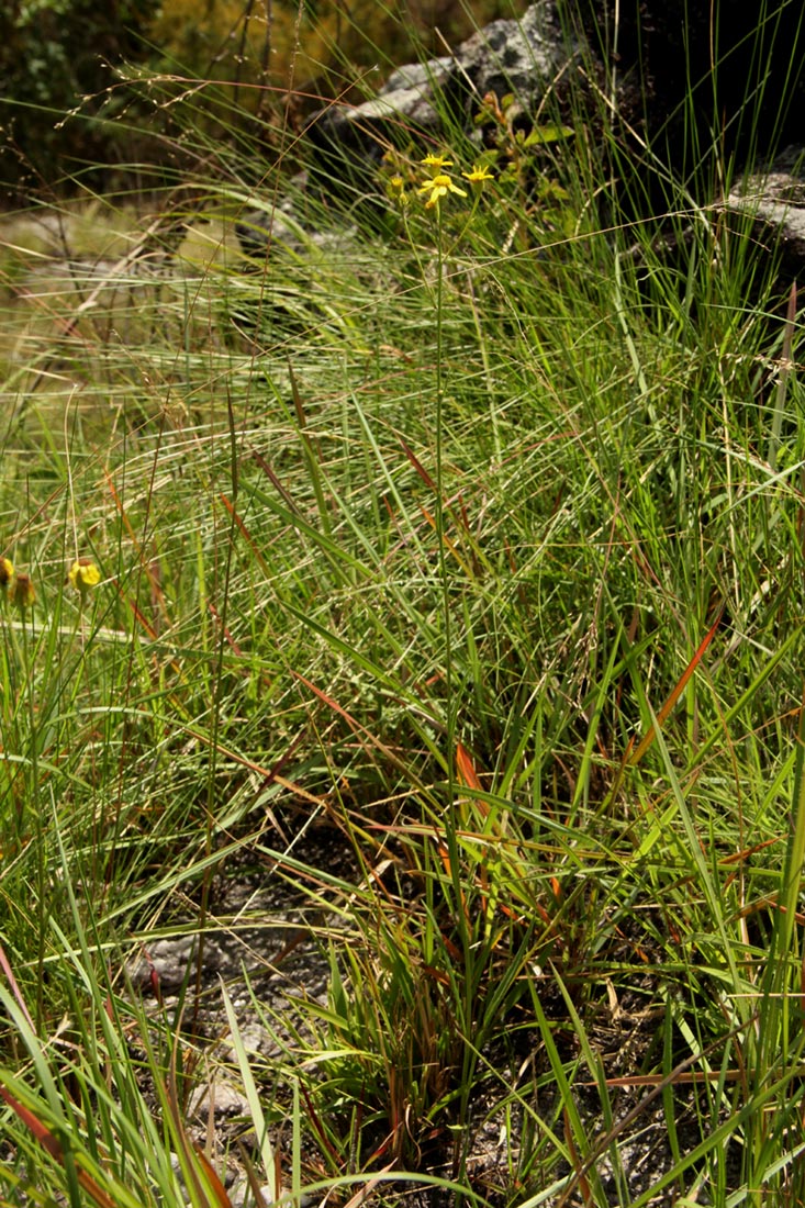 Senecio propior