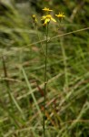 Senecio propior