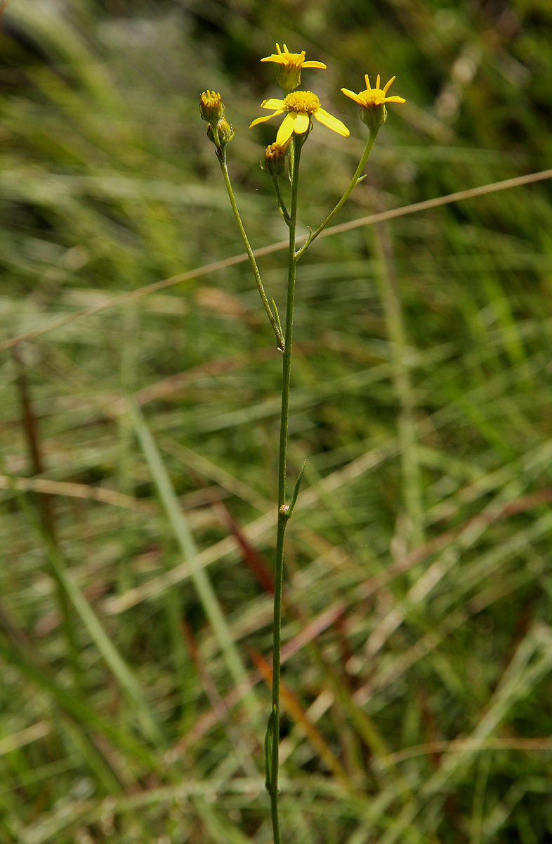 Senecio propior