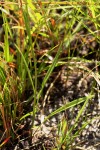Senecio propior