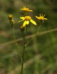 Senecio propior