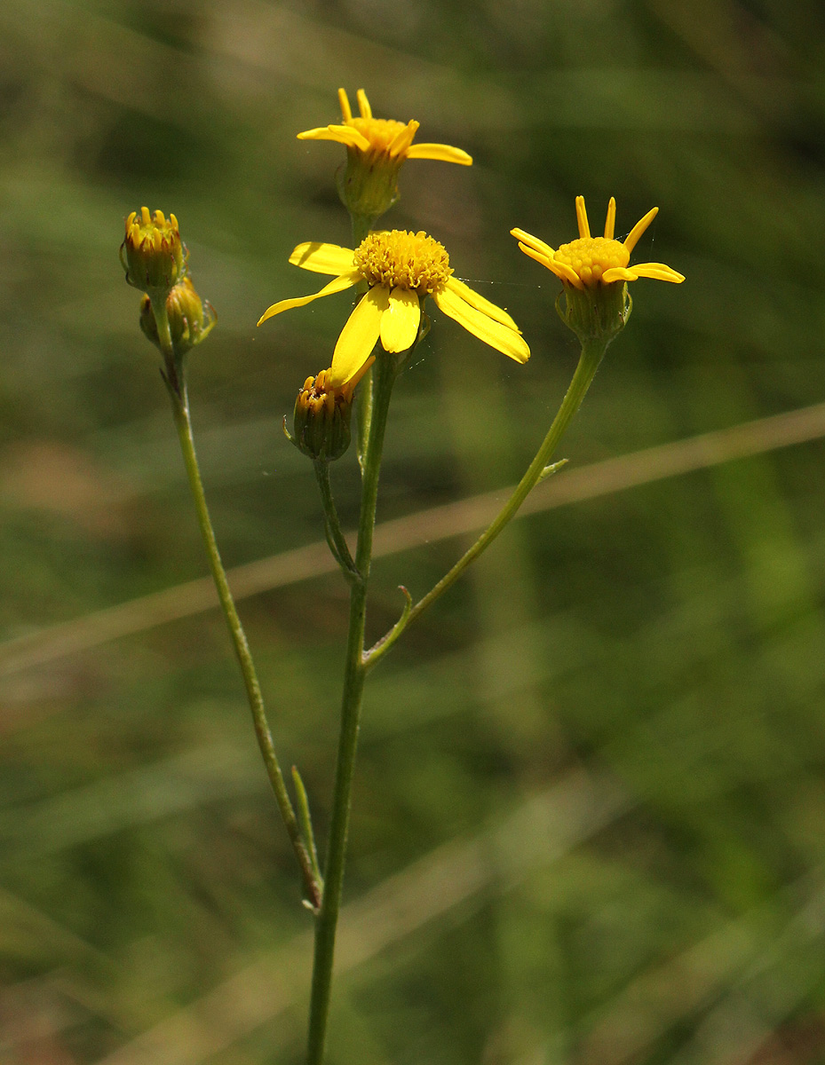 Senecio propior