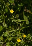 Crepidorhopalon flavus