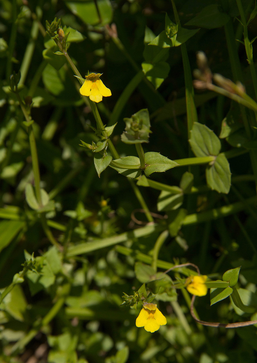 Crepidorhopalon flavus