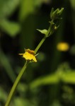 Crepidorhopalon flavus