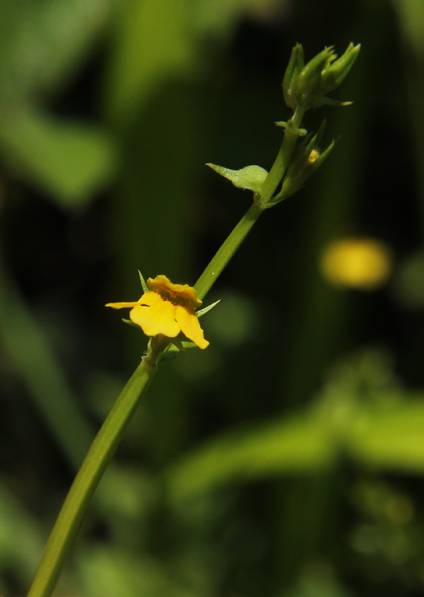 Crepidorhopalon flavus