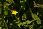 Crepidorhopalon flavus