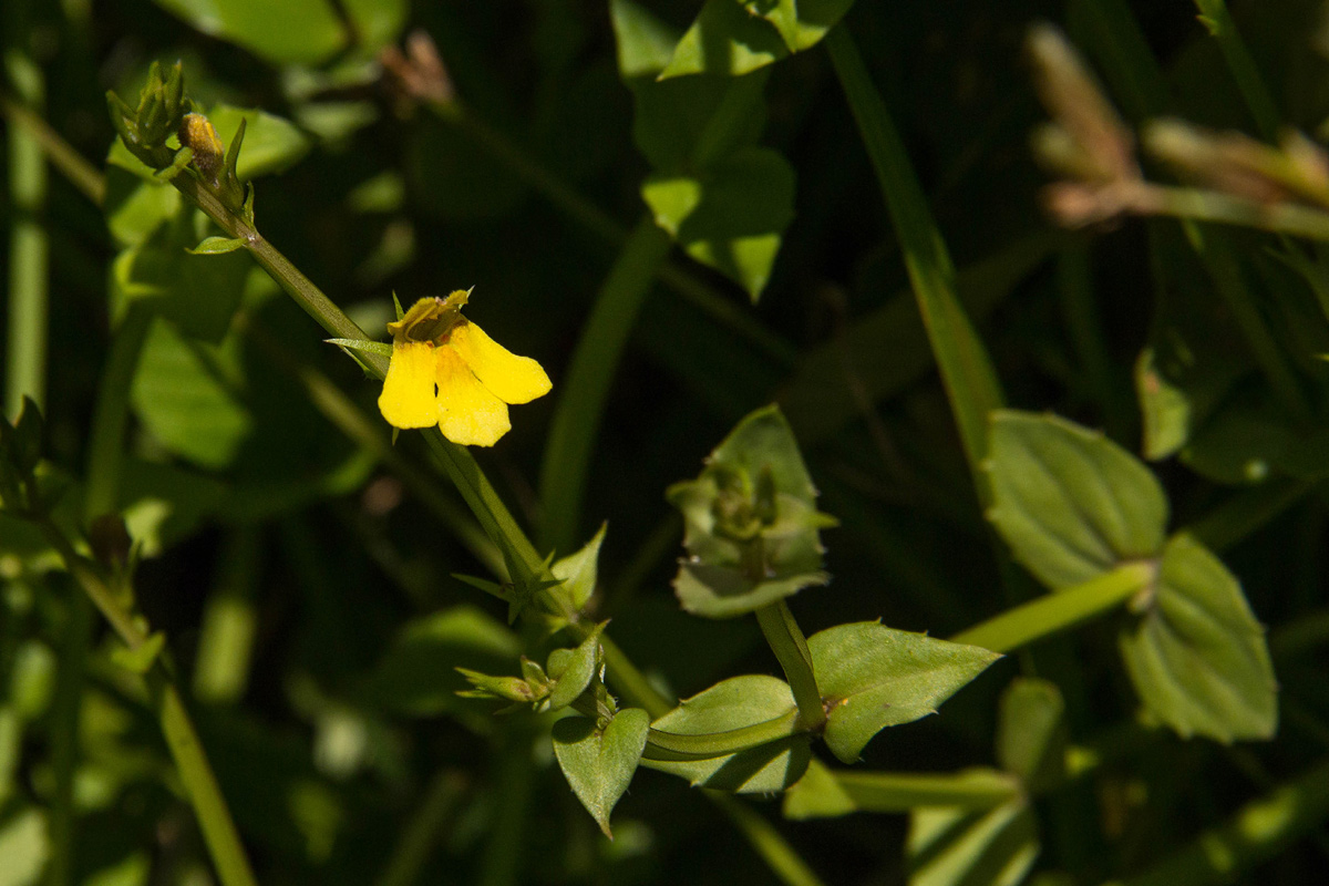Crepidorhopalon flavus