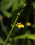 Crepidorhopalon flavus
