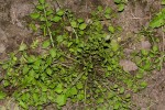 Rorippa madagascariensis
