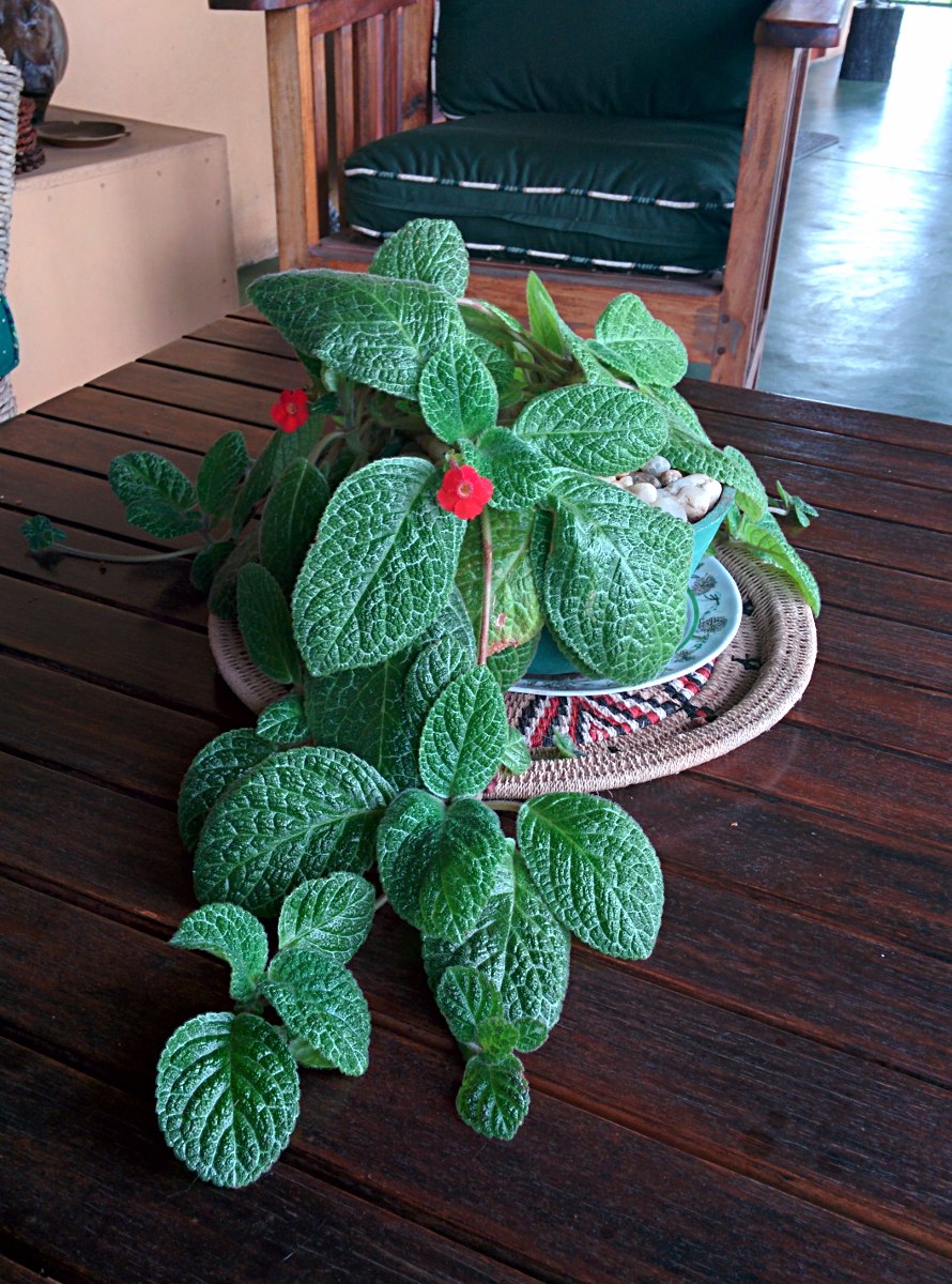 Episcia reptans