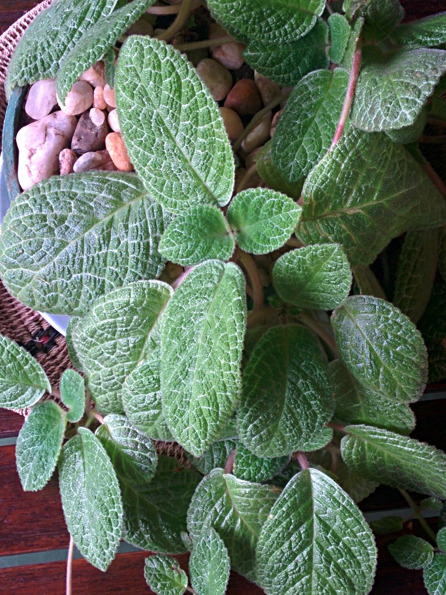 Episcia reptans