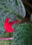 Episcia reptans