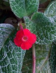 Episcia reptans