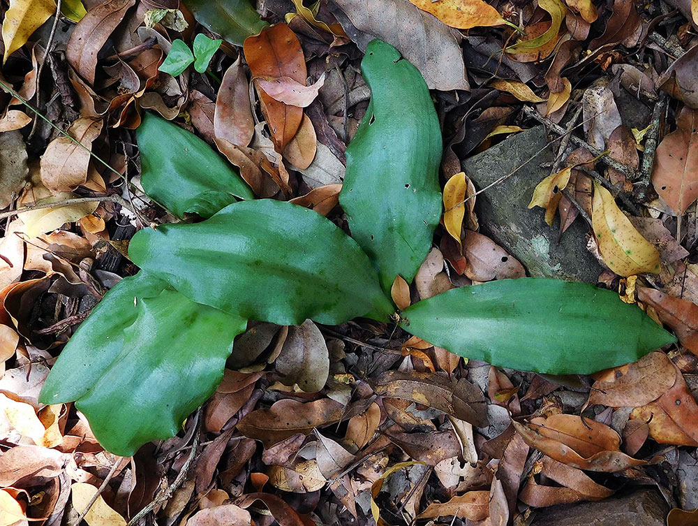 Resnova humifusa