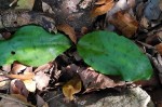 Resnova humifusa
