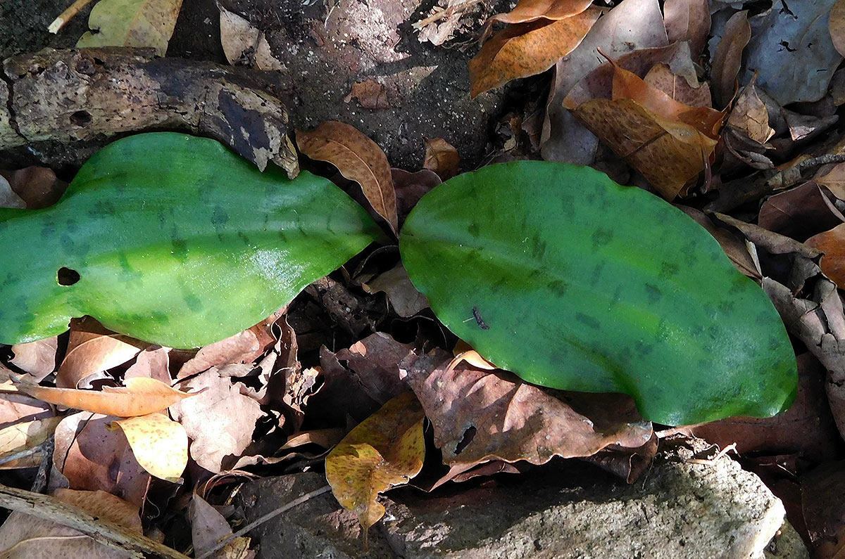 Resnova humifusa