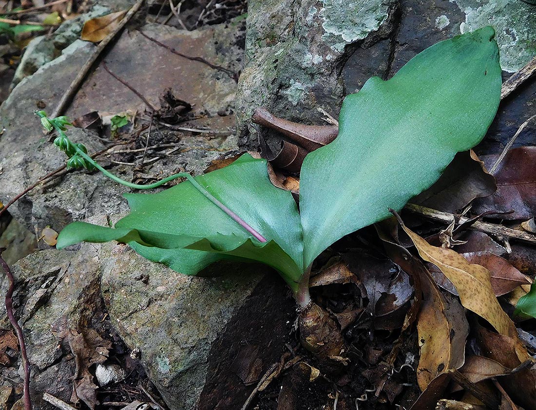 Resnova humifusa