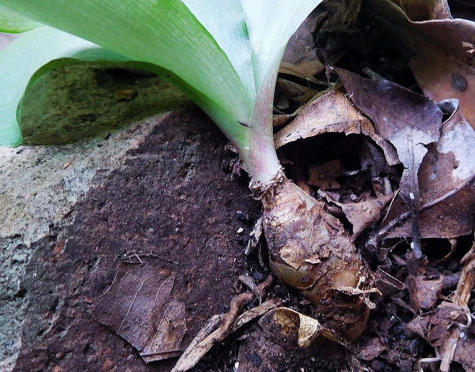 Resnova humifusa