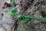 Resnova humifusa