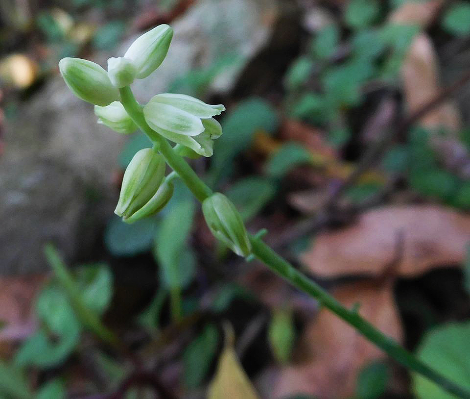 Resnova humifusa