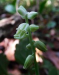 Resnova humifusa
