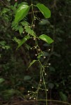 Vincetoxicum apiculatum