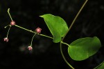 Vincetoxicum apiculatum