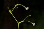 Vincetoxicum apiculatum