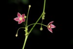Vincetoxicum apiculatum