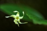 Cryptolepis capensis