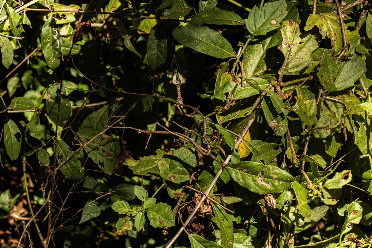 Ceropegia arenarioides