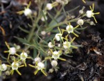 Ceropegia spatuliloba