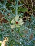 Argemone ochroleuca subsp. ochroleuca