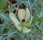 Argemone ochroleuca subsp. ochroleuca