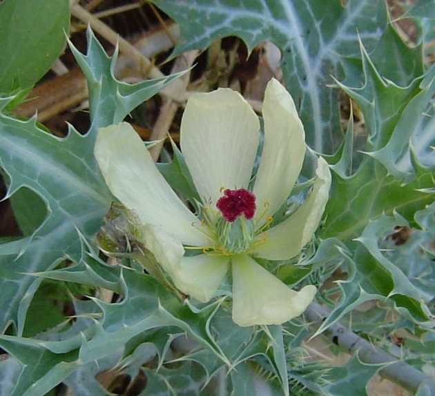 Argemone ochroleuca subsp. ochroleuca