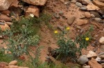Argemone ochroleuca subsp. ochroleuca