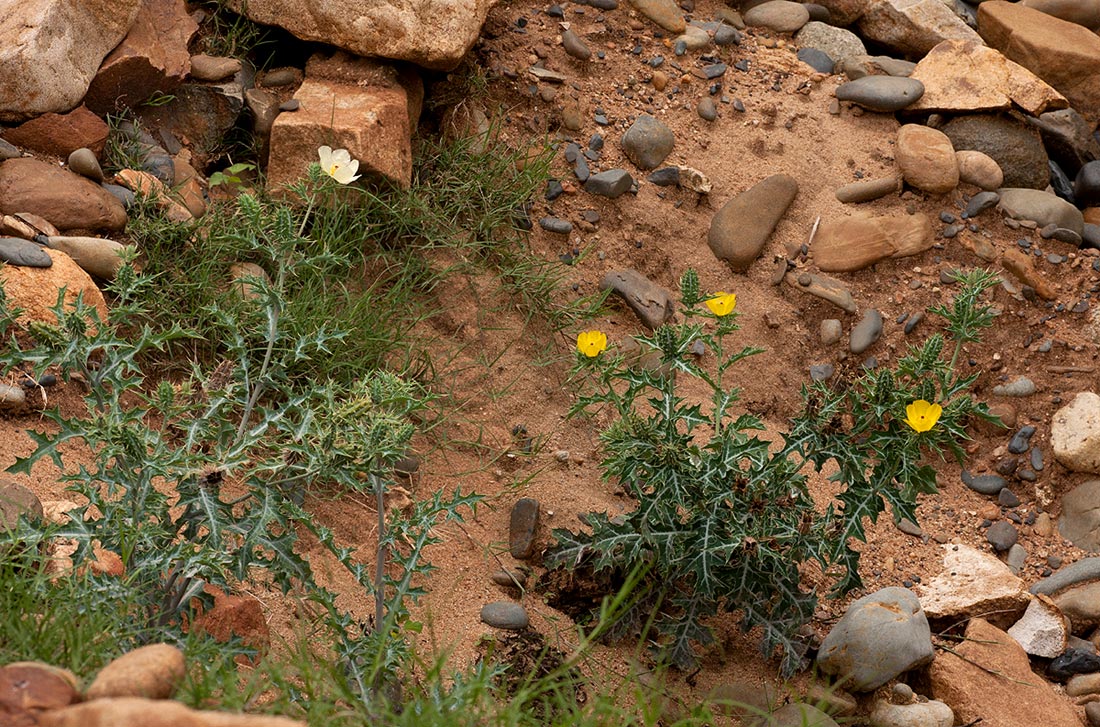 Argemone ochroleuca subsp. ochroleuca